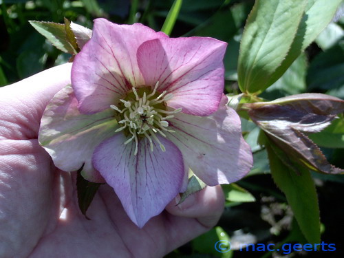 helleborus hybr